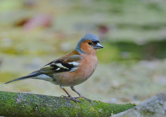 BUCHFINK, CHAFFINCH, FRINGILLA COELEBS