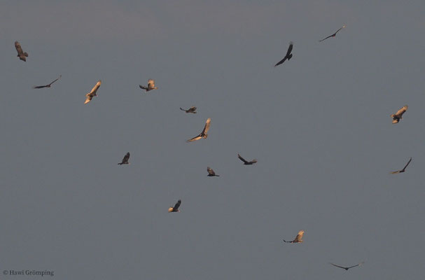 TRUTHAHNGEIER, TURKEY VULTURE, CATHARTES AURA