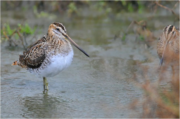 BEKASSINE, COMMON SNIPE, GALLINAGO GALLINAGO