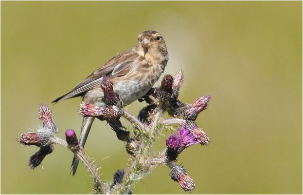 BERGHÄNFLING, TWITE, CARDUELIS FLAVIROSTRI