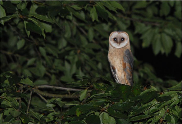 SCHLEIEREULE, BARN OWL, TYTO ALBA
