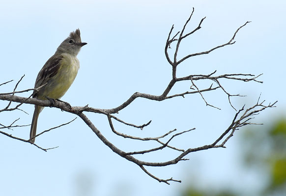 GELBBAUCH-OLIVTYRANN, YELLOW-BELLIED ELAENIA, ELAENIA FLAVOGASTER
