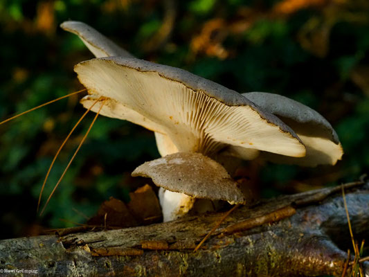 Austern-Seitling - Pleurotus ostreatus