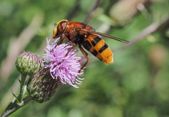 HORNISSENSCHWEBFLIEGE, VOLUCELLA ZONARIA
