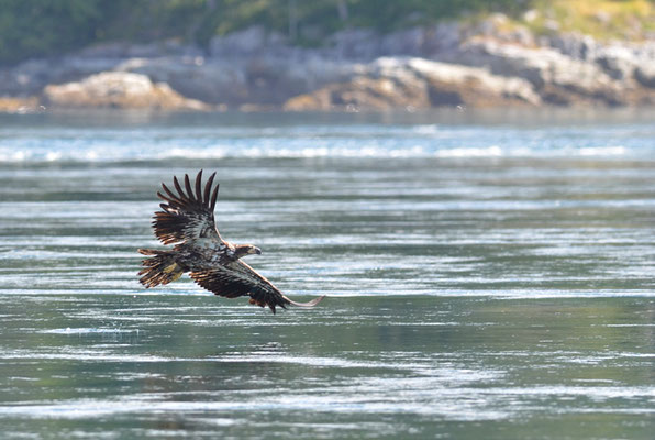 WEISSKOPFSEEADLER, BALD EAGLE,  HALIAEETUS LEUCOCEPHALUS
