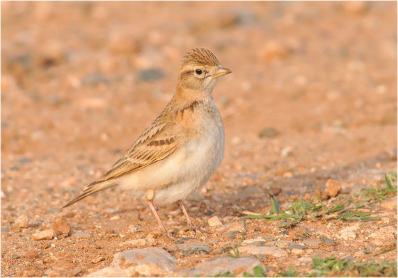 KURZZEHENLERCHE, SHORT-TOED LARK, CALANDRELLA BRACHYDACTYLA