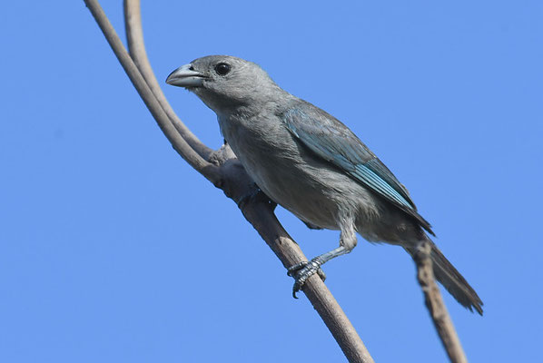SAYACATANGARE, SAYACA TANAGER, THRAUPIS SAYACA