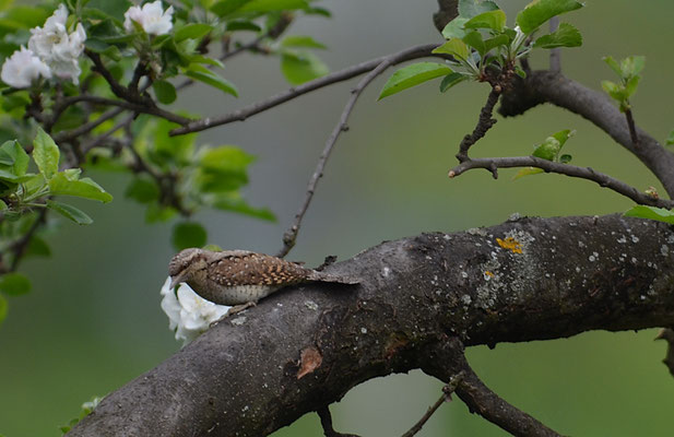WENDEHALS, WRYNECK, JYNX TORQUILLA