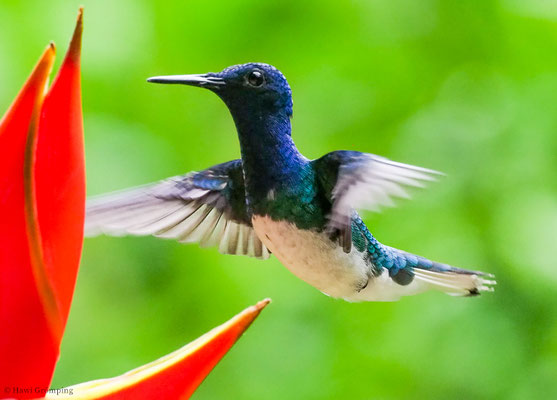 WEISSNACKENKOLIBRI, WHITE-NECKED JACOBIN, FLORISUGA MELLIVORA