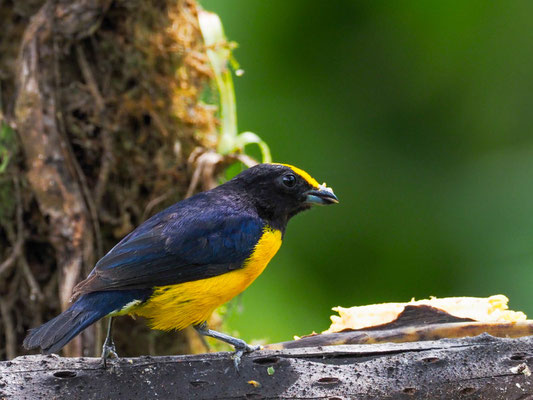 GELBBAUCHORGANIST, ORANGE-BELLIED EUPHONIA - EUPHONIA XANTHOGASTER