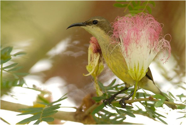 ELFENNEKTARVOGEL, BEAUTIFUL SUNBIRD, NECTARINIA PULCHELLA