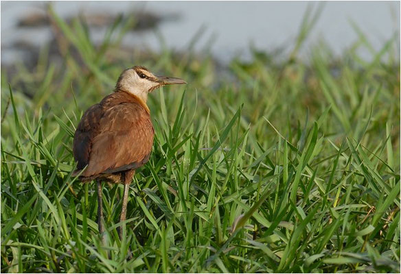 BLAUSTIRN-BLATTHÜHNCHEN, AFRICAN JACANA, ACTOPHILORNS AFRICANUS