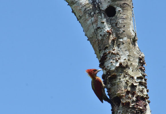MENNIGSPECHT, BANDED WOODPECKER, PICUS MINEACEUS