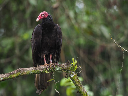 TRUTHAHNGEIER, TURKEY VULTURE, CATHARTES AURA
