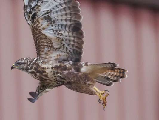 Mäusebussard, common buzzard, buteo buteo