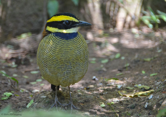 BÄNDERPITTA, JAVAN BANDED PITTA, PITTA GUAJANA