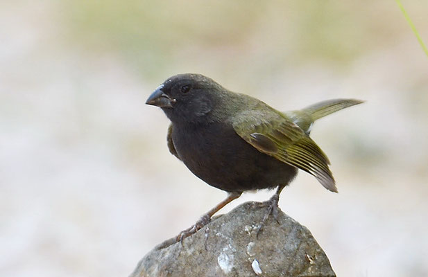 SCHWARZGESICHTCHEN, BLACK-FACED GRASSQUIT, TIARIS BICOLOR