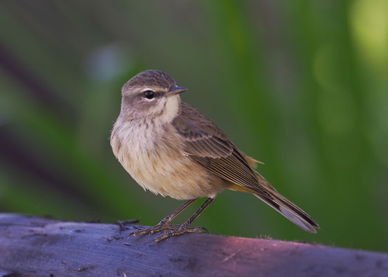 PALMENWALDSÄNGER, PALM WARBLER, SETOPHAGA PALMARUM