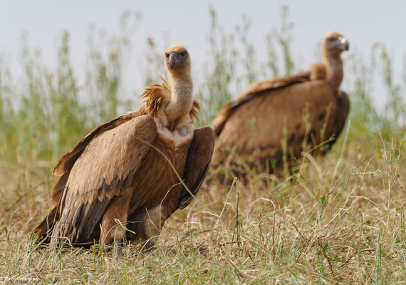 GÄNSEGEIER, GRIFFON VULTURE, GYPS FULVUS