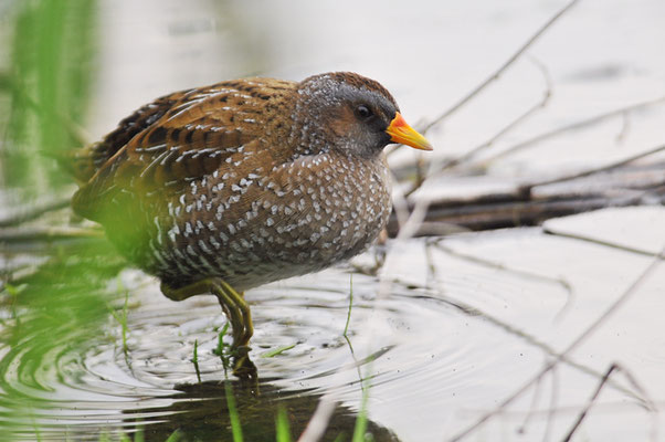 TÜPFELRALLE, SPOTTED CRAKE, PORZANA PORZANA