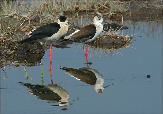 STELZENLÄUFER, BLACK-WINGED STILT, HIMANTOPUS HIMANTOPUS
