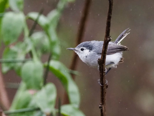 Weißbrauen-Mückenfänger, White-browed Gnatcatcher - Polioptila bileneata