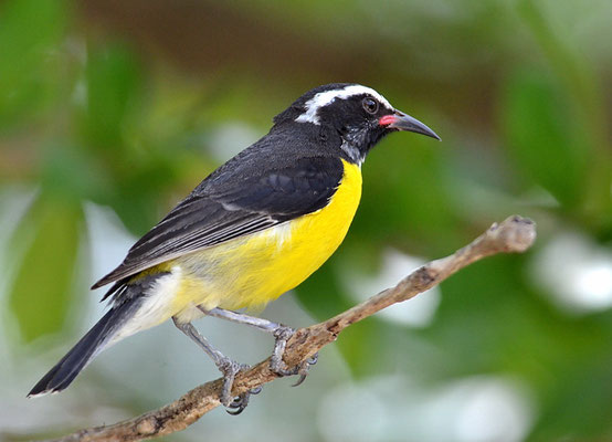 ZUCKERVOGEL, BANANAQUIT, COEREBA FLAVEOLA