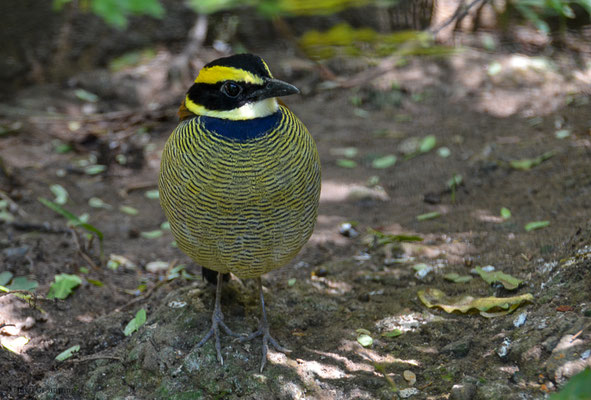 BÄNDERPITTA, JAVAN BANDED PITTA, PITTA GUAJANA