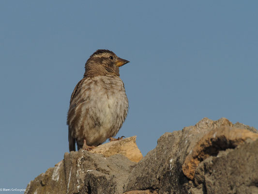 STEINSPERLING, ROCK SPARROW, PETRONIA PETRONIA