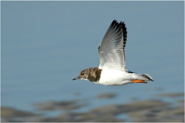 STEINWÄLZER, RUDDY TURNSTONE, ARENARIA INTERPRES