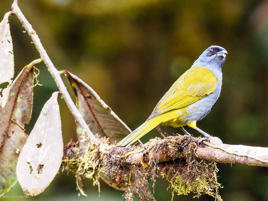 Blaukappen-Tangare, Blue-capped Tanager - Thraupis cyanocephala
