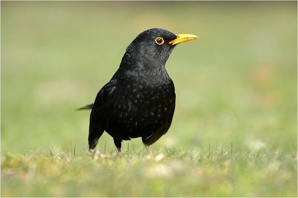 AMSEL, COMMON BLACKBIRD, TURDUS MERULA