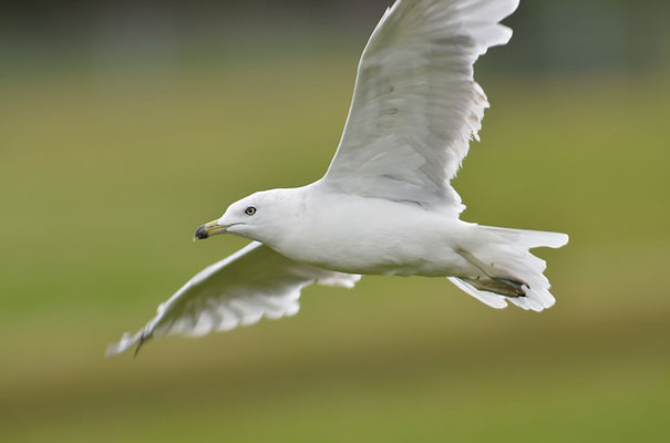 RINGSCHNABELMÖWE, RING-BILLED GULL, LARUS DELAWARENSIS