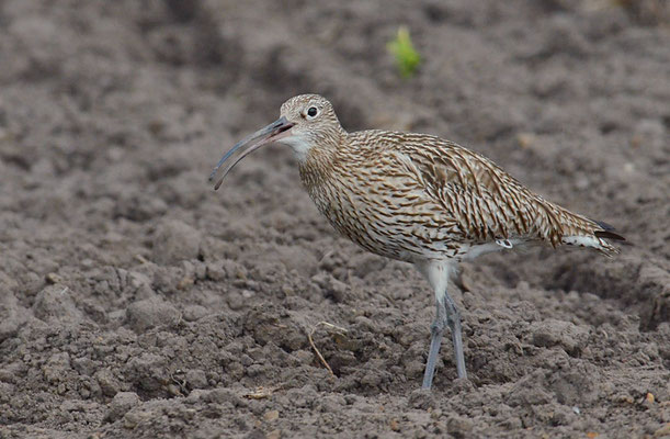 BRACHVOGEL, EURASIAN CURLEW, NUMENIUS ARQUATA