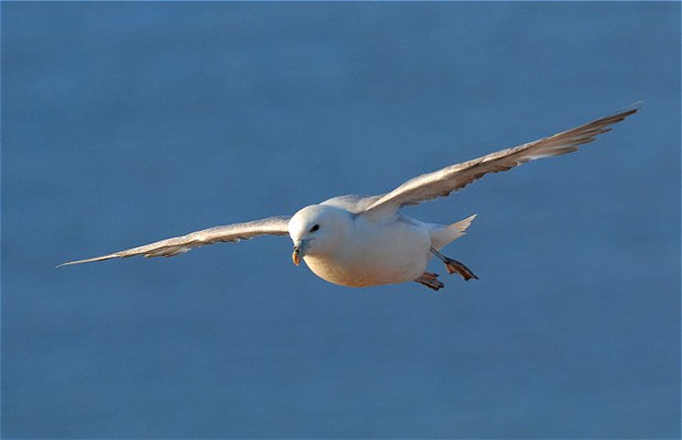 EISSTURMTAUCHER, FULMAR, FULMARUS GLACIALIS 