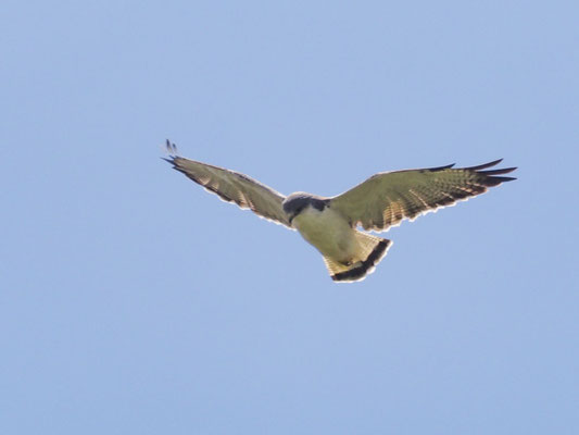ROTRÜCKENBUSSARD, VARIABLE HAWK (RED-BACKED HAWK) - GERANOAETUS POLYOSOMA