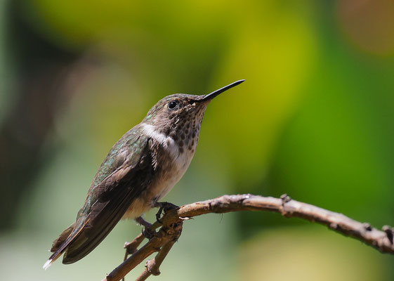 VULKANELFE, VOLCANO HUMMINGBIRD, SELASPHORUS FLAMMULA