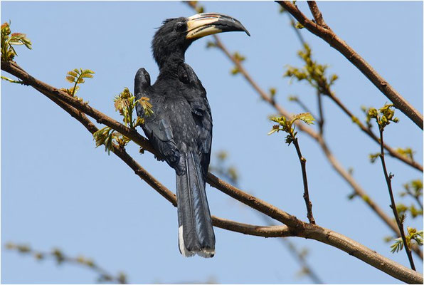ELSTERTOKO, AFRICAN PIED HORNBILL ,TOCKUS FASCIATUS