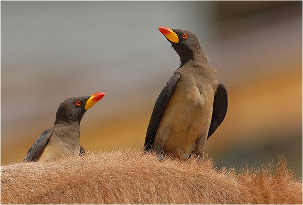 MADENHACKER, YELLOW-BILLED OXPECKER, BUPHAGUS AFRICANUS