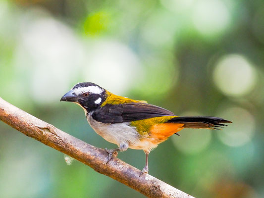 Schwarzschwingensaltator, Black-winged Saltator - Saltator atripennis
