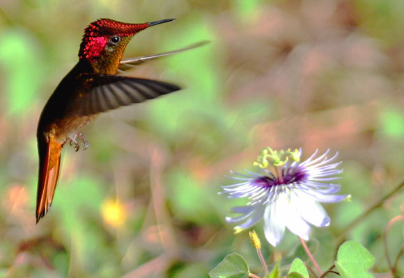 TOPASRUBINKOLIBRI, RUBY-TOPAZ HUMMINGBIRD, CHRYSOLAMPIS MOSQUITUS - CURACAO