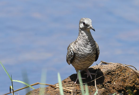 SCHUPPENTÄUBCHEN, SCALED DOVE, COLUMBINA SQUAMMATA