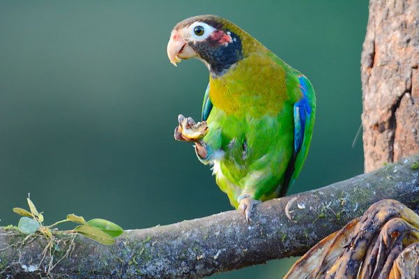 BLUTOHRPAPAGEI, BROWN-HOODED PARROT, PINOPSITTA HAEMATOTIS
