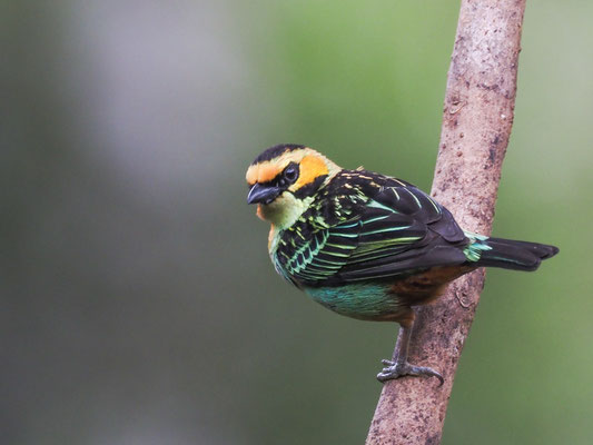 GOLDOHRTANGARE, GOLDEN-EARED TANAGER - TANGARA CHRYSOTIS