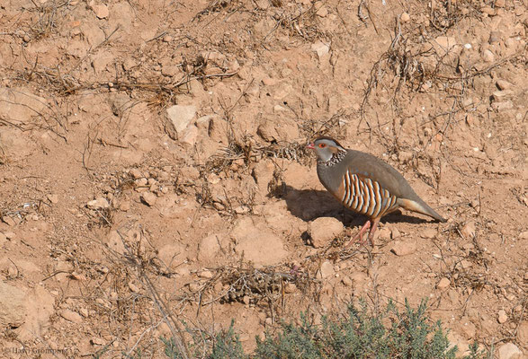 FELSENHUHN, BARBARY PARTRIDGE, ALECTORIS BARBARA