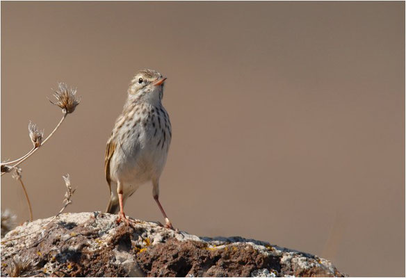 KANARENPIEPER, BERTHELOT´S PIPIT, ANTHUS BERTHELOTII