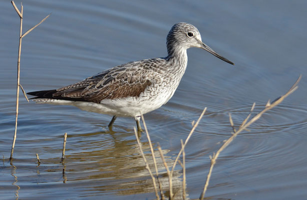 GRÜNSCHENKEL, GREENSHANK, TRINGA NEBULARIA