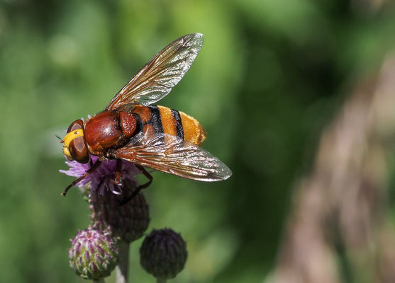 HORNISSENSCHWEBFLIEGE, VOLUCELLA ZONARIA