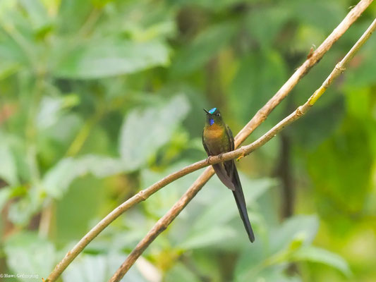 LANGSCHWANZSYLPHE, VIOLET-TAILED SYLPH -  AGLAIOCERCUS COELESTIS