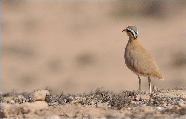 RENNVOGEL, CREAM-COLOURED COURSER, CURSORIUS CURSOR